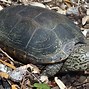 Image result for Malaclemys terrapin