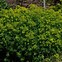 Image result for Euphorbia cornigera Goldener Turm