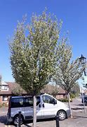 Image result for Malus Tschonoskii