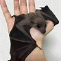 Image result for Pet Exclusive Lighting Bat