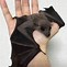 Image result for Bat for a Pet