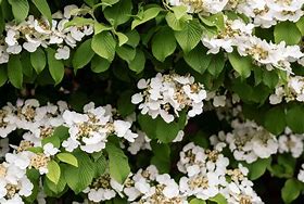 Image result for Best Fast Growing Perennial Vines