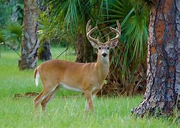 Image result for deer