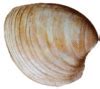 Image result for Quahog Shell