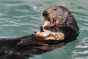 Image result for Rosa Otter