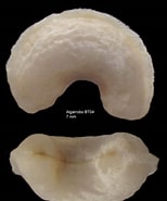 Afbeeldingsresultaten voor "neomenia Carinata". Grootte: 154 x 185. Bron: www.marinespecies.org