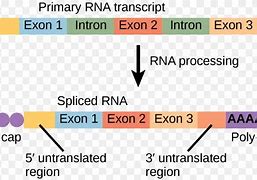 Image result for Intron vs Exon