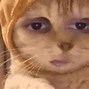 Image result for Hand Some Cat Face Meme