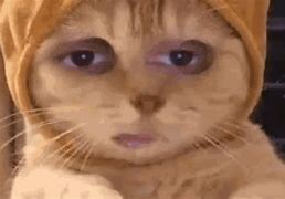 Image result for Funny Cat Face Edits