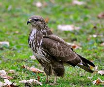 Image result for Buteo oreophilus