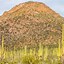 Image result for Saguaro Cactus Tucson Arizona