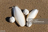 Afbeeldingsresultaten voor Coleoidea shells. Grootte: 160 x 108. Bron: www.gettyimages.co.uk