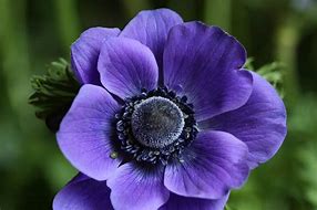 Image result for anemone