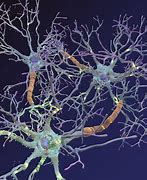 Image result for Map of a Neuron