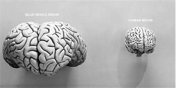 Image result for How Much of Your Brain Do You Use