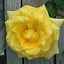 Image result for Rose Royal Gold