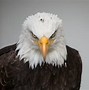 Image result for Ultra HD Wallpaper 4K Eagles Philadelphia