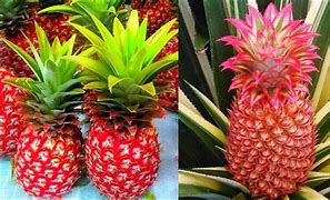 Image result for Different Types of Pineapple