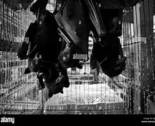 Image result for Bats Hanging in a Wet Market