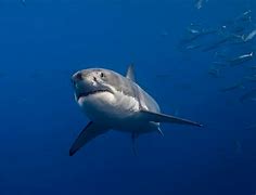 Image result for Great White Shark Swimming