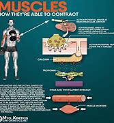 Image result for Device That Contracts Your Muscles