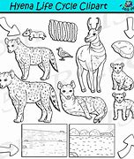 Image result for Hyena Life Cycle