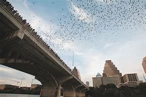 Image result for Austin TX Bats