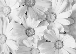 Image result for White Flower with Purple Stripes