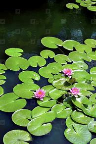 Image result for Lily Pad Vector Mono