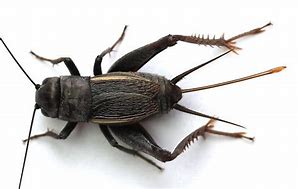 Image result for Gryllus Pennsylvanicus