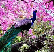 Image result for Colorful Peacock