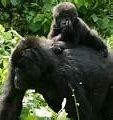Image result for Who Is the Oldest Gorilla in the Wild