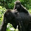 Image result for AAA Gorilla