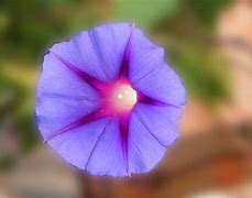 Image result for 33 Days to Morning Glory Pics