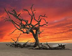 Image result for An Old Dead Tree