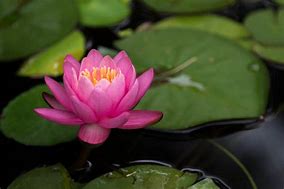 Image result for Single Lotus Flower