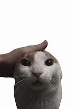 Image result for Cat Being Pet On the Head Meme