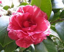 Image result for Camellia japonica 