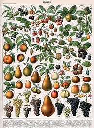 Image result for Antique Fruit Botanical Prints
