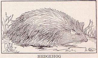 Image result for Hedgehog Side View Drawing