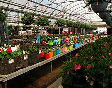 Image result for Garden Centre Trees Only