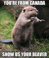 Image result for Canadian Beaver Meme