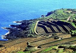 Image result for Abitanti Di Pantelleria