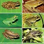 Image result for Amphibians Characteristics