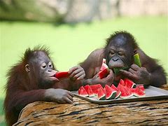 Image result for Funny Animals Eating Fruit