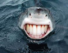 Image result for Shark Smile Meme