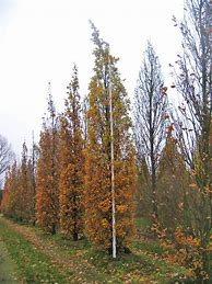 Image result for Quercus robur Fastigiate Koster