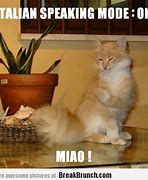 Image result for Italian Cat Meme
