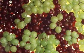 Image result for Grapes sunburn