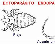 Image result for Ectoparasitos Para Dibujar